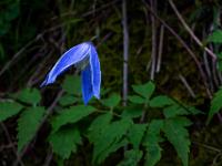 Blau leuchtende Alpen-Waldrebe Blüte